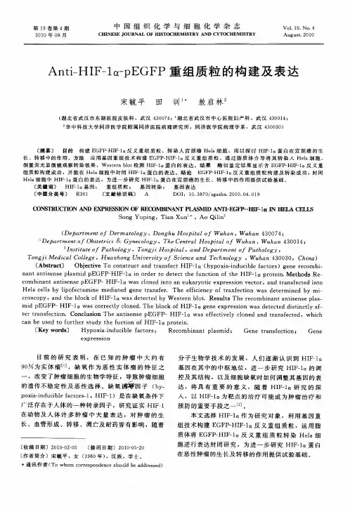 Anti-HIF-1α-pEGFP重组质粒的构建及表达