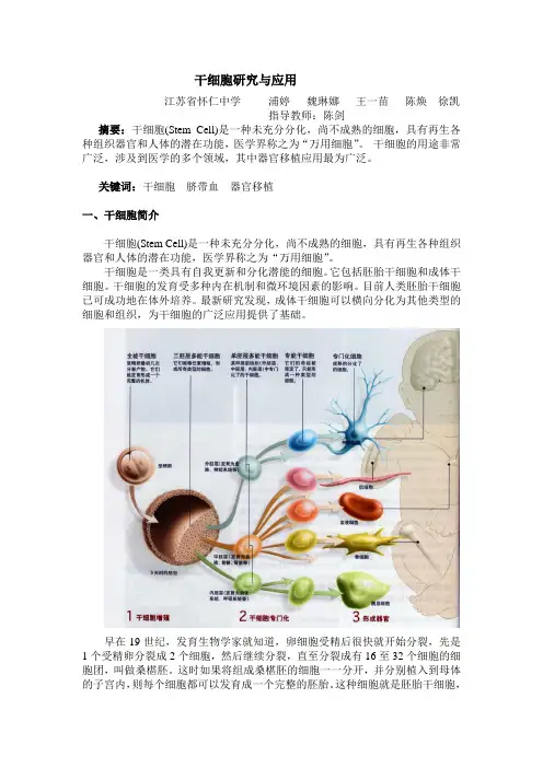干细胞研究与器官移植