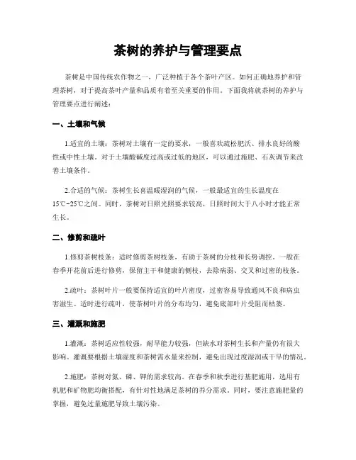 茶树的养护与管理要点