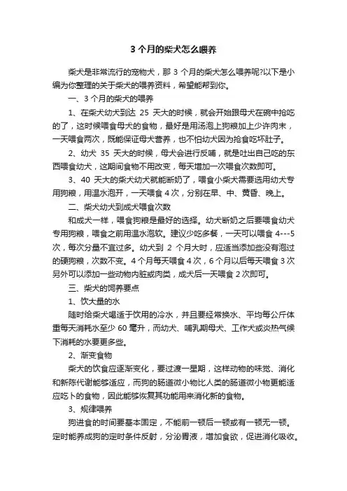 3个月的柴犬怎么喂养