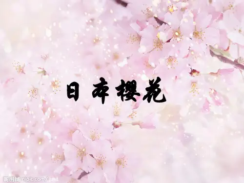 日本的樱花文化