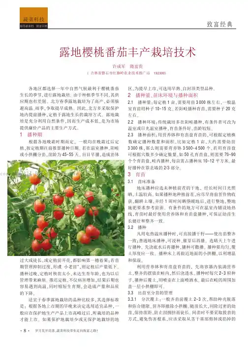 露地樱桃番茄丰产栽培技术
