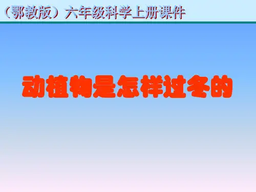 六年级上册科学课件-20动植物是怎样过冬的  ｜鄂教版  (共14张PPT)