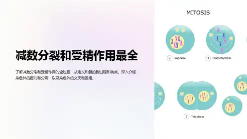 减数分裂和受精作用最全