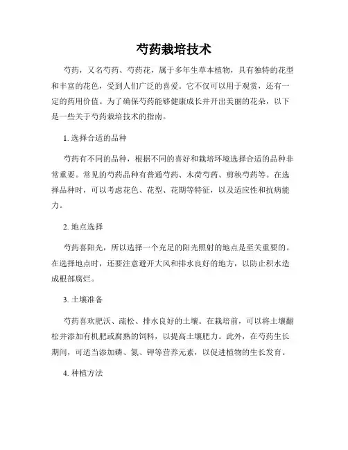 芍药栽培技术