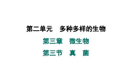 2024年人教版七年级生物上册 第三章 微生物 第三节 真菌(习题课件)