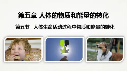 华东师大版八年级科学上册第五章第五节《人体生命活动过程中的物质和能量转化》(课件共19张)