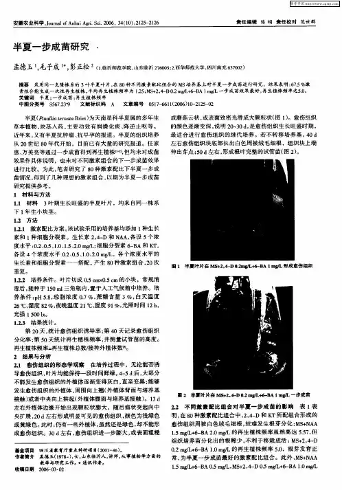半夏一步成苗研究