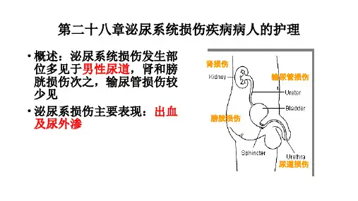 泌尿系统损伤疾病病人的护理