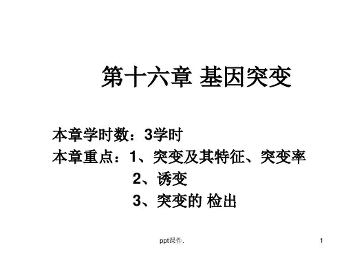 基因突变与损伤修复ppt课件