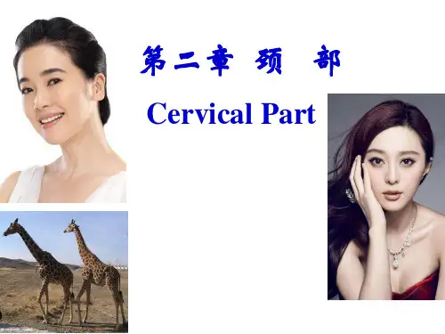 局解课件-颈部局解