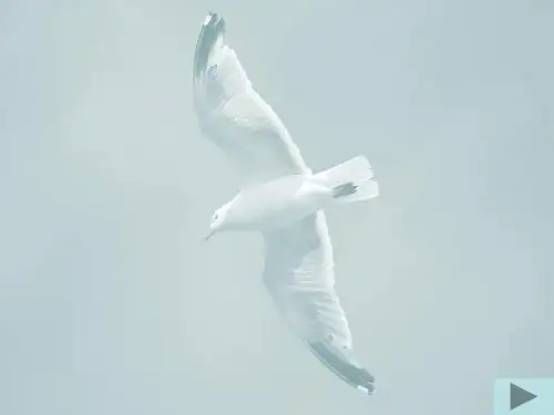 人教版八年级生物上册《鸟》课件