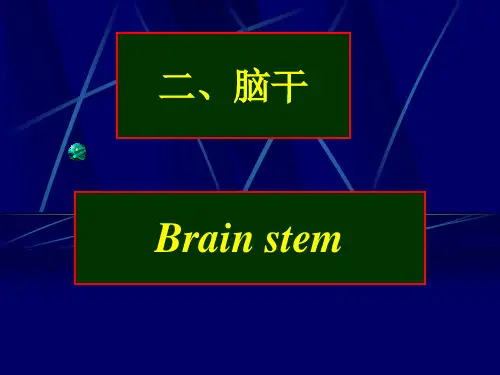 解剖学课件：U脑干
