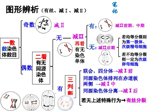 细胞分裂各时期图像鉴别