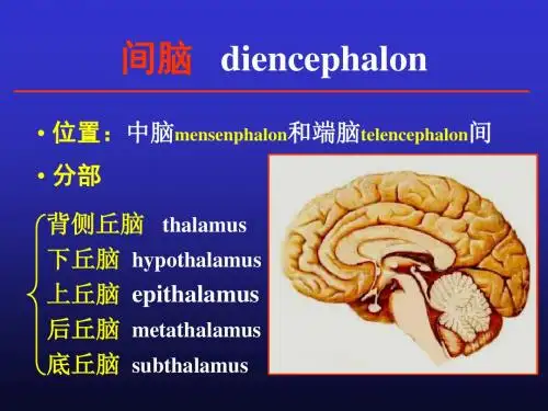 脑部解剖-间脑.