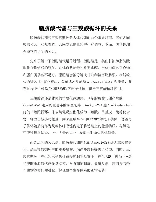 脂肪酸代谢与三羧酸循环的关系