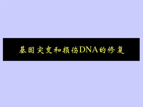 基因突变和损伤DNA的修复
