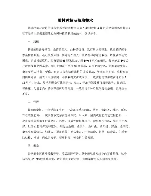桑树种植及栽培技术