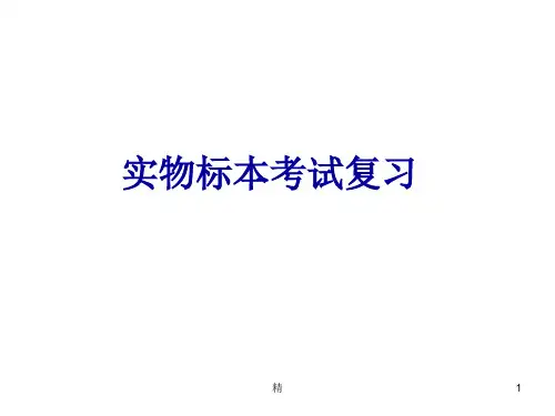 2019年第一次实物标本考试复习(人体解剖学)