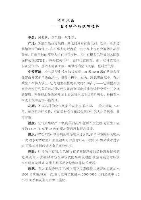空气凤梨