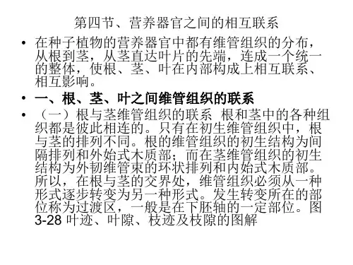 第七章营养器官之间的联系及其形态