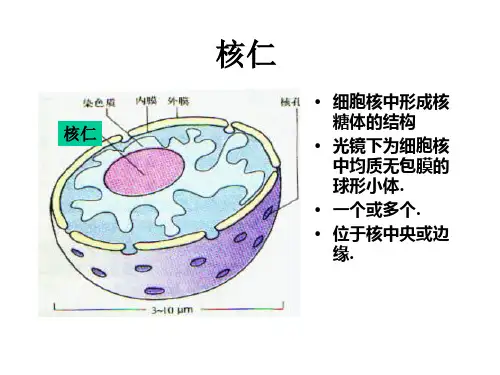 医学细胞生物学细胞核(2012.12.10)-幻灯片