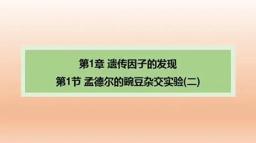 【课件】孟德尔的豌豆杂交实验(二)课件-2022-2023学年高一下学期生物人教版(2019)必修2
