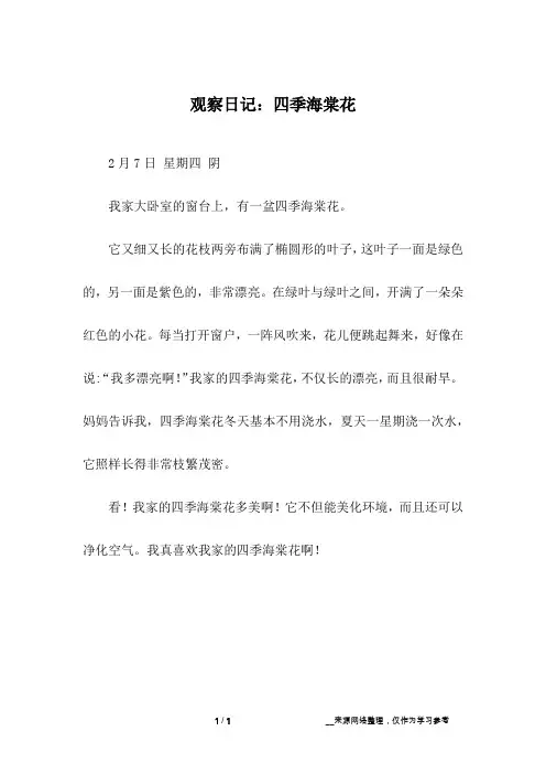 观察日记：四季海棠花