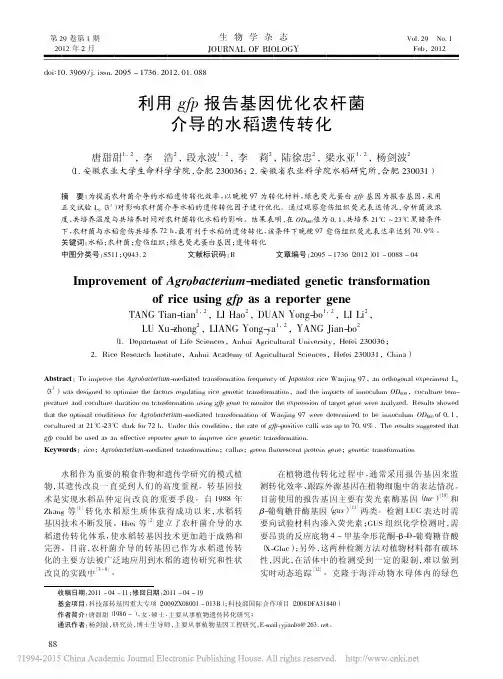 利用gfp报告基因优化农杆菌介导的水稻遗传转化