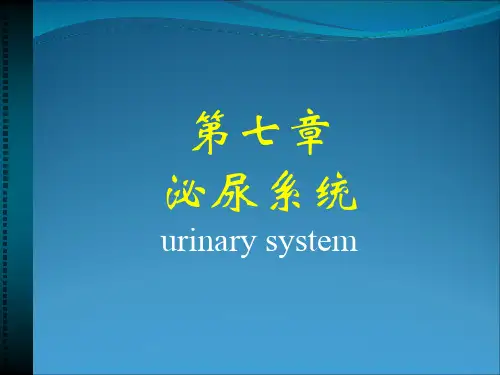 系统解剖学之泌尿系统教学课件