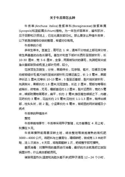 关于牛舌草怎么种