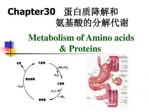 生物化学 第30章 蛋白质解和氨基酸分解代谢