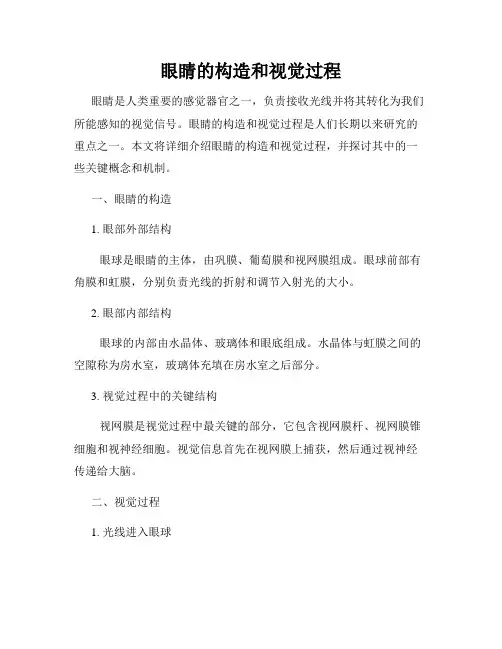 眼睛的构造和视觉过程