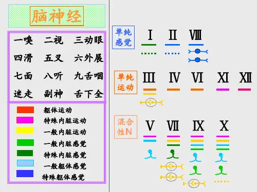 脑神经.PPT