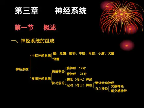 功能解剖学-神经系统