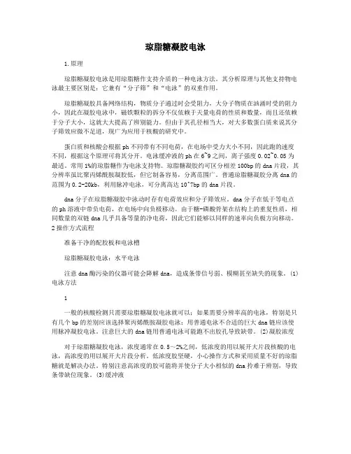 琼脂糖凝胶电泳