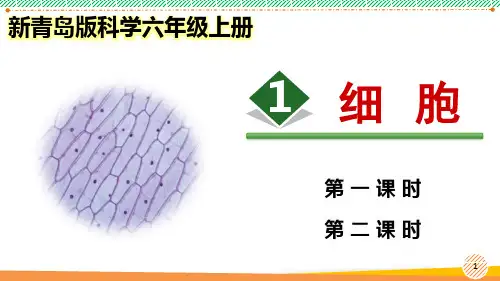 新青岛版科学六年级上册《细胞》优质课件