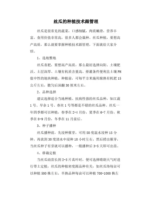 丝瓜的种植技术跟管理