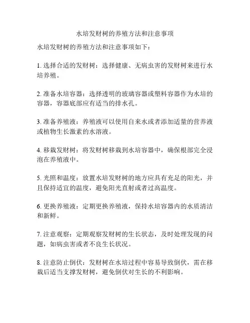 水培发财树的养殖方法和注意事项