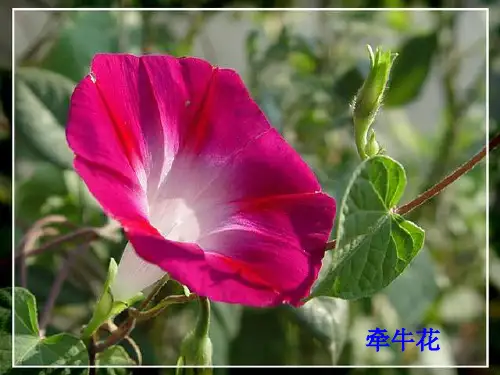 13花钟ppt课件1概述