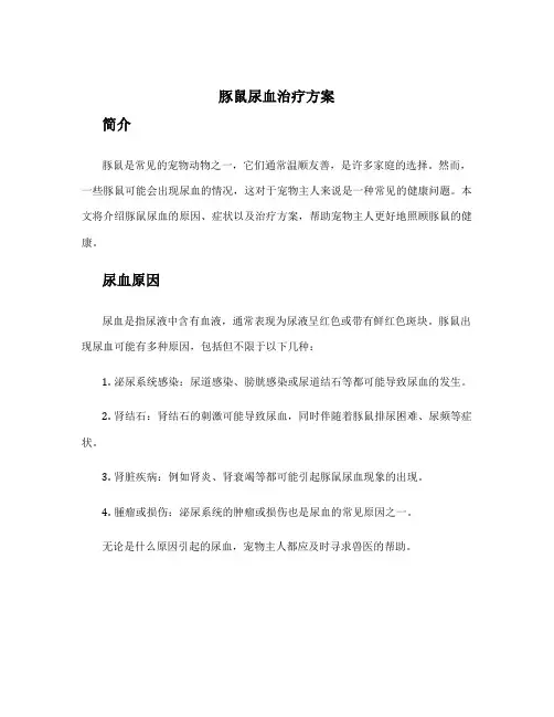 豚鼠尿血治疗方案