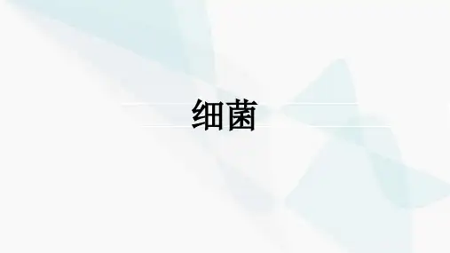 细菌PPT课件
