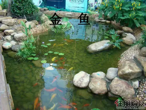 科学三年级上册《金鱼》ppt课件