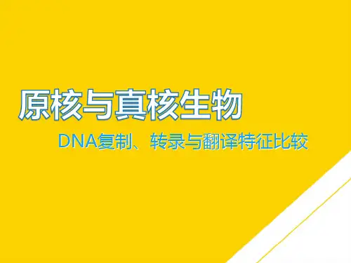 原核生物与真核生物DNA复制转录和翻译的特征比较ppt文档
