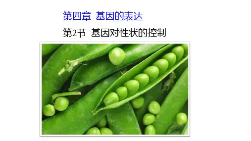人教版生物必修二第四章第二节-基因对性状的控制(非常全面)
