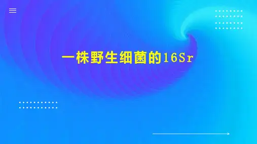 一株野生细菌的16Sr