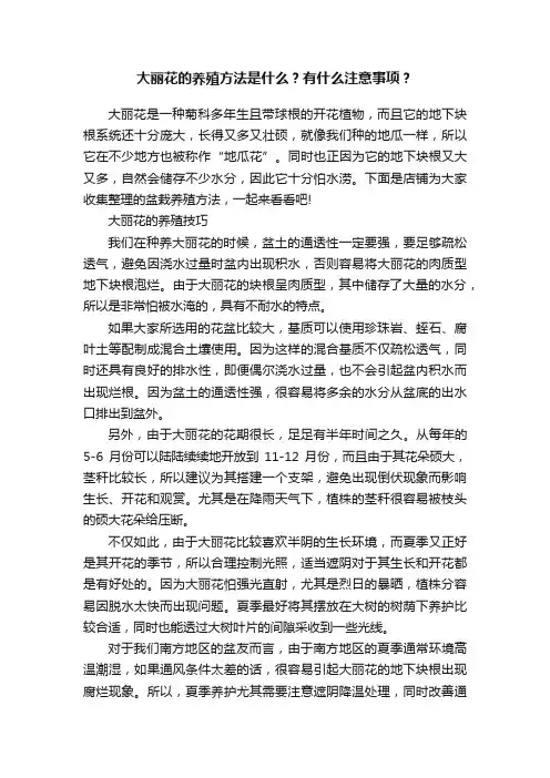 大丽花的养殖方法是什么？有什么注意事项？