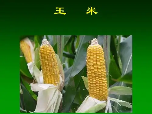 玉米的基础知识