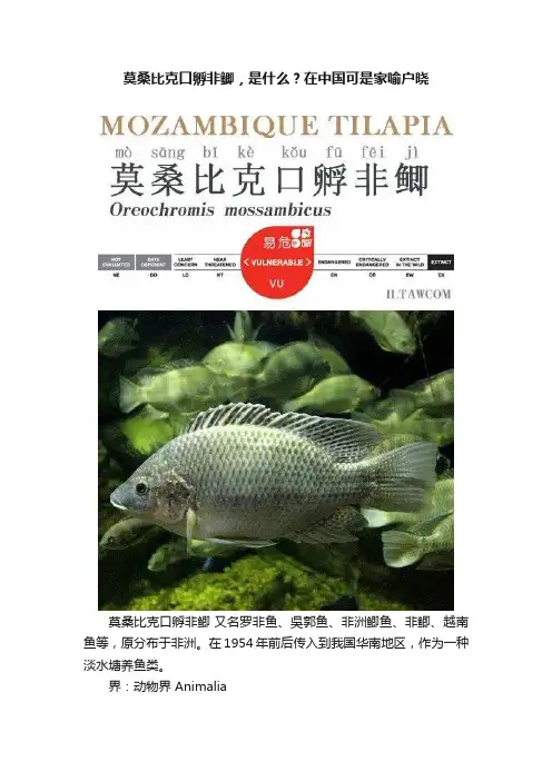 莫桑比克口孵非鲫，是什么？在中国可是家喻户晓