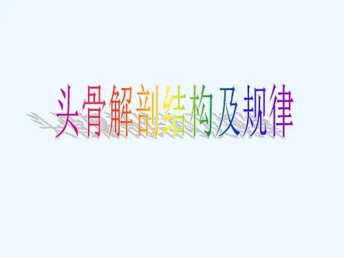 头骨解剖结构及规律 PPT